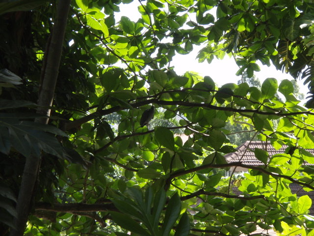 P4300204.JPG