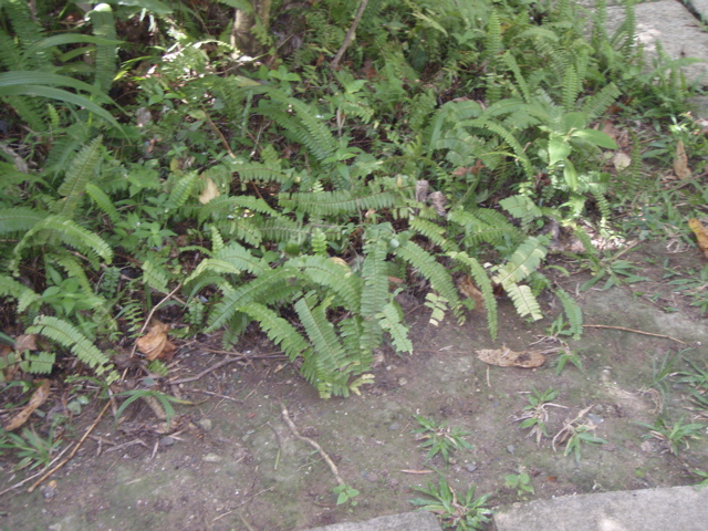 P4300207.JPG