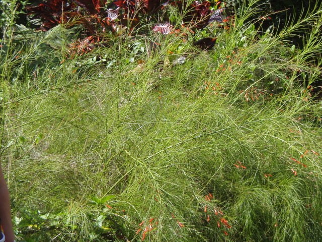 P4300214.JPG