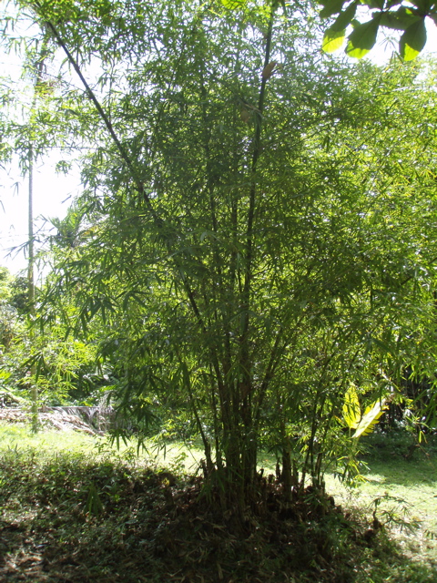 P4300219.JPG