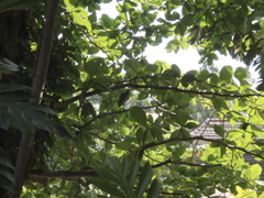 P4300204.JPG