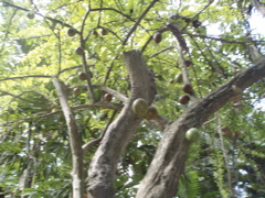 P4300206.JPG