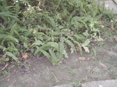P4300207.JPG
