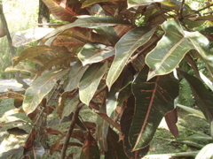 P4300208.JPG