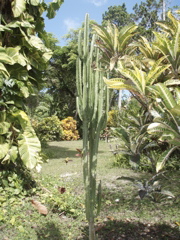 P4300211.JPG