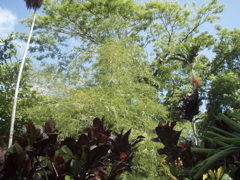 P4300212.JPG