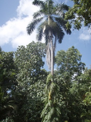 P4300213.JPG