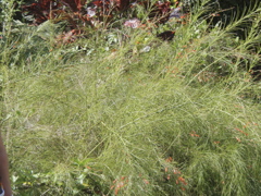 P4300214.JPG