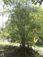 P4300219.JPG
