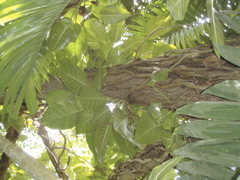 P4300220.JPG