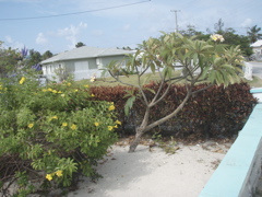 P5010335.JPG