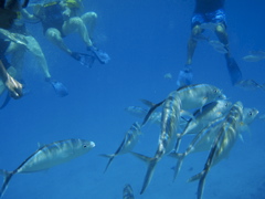 P5020034.JPG